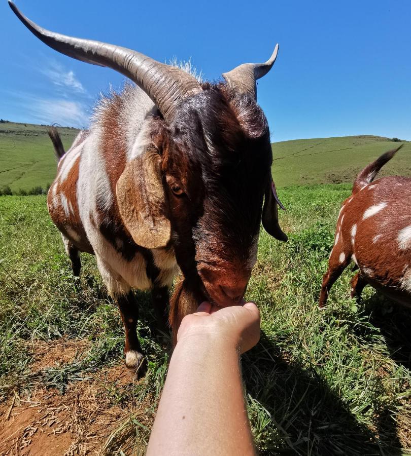 ホテル Nguni Moon Tepee Camp アンダーバーグ エクステリア 写真